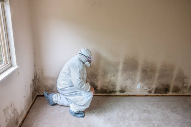 Best Industrial Mold Remediation  in Olympia, WA