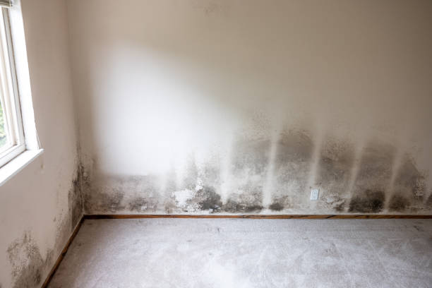 Best Mold Remediation for Rental Properties  in Olympia, WA