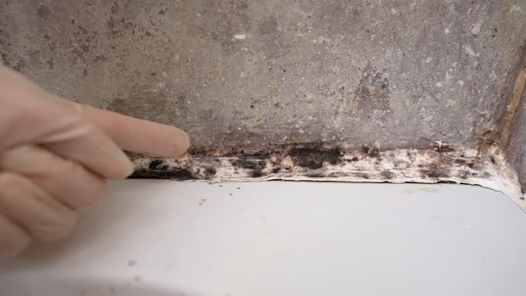 Best Black Mold Removal  in Olympia, WA